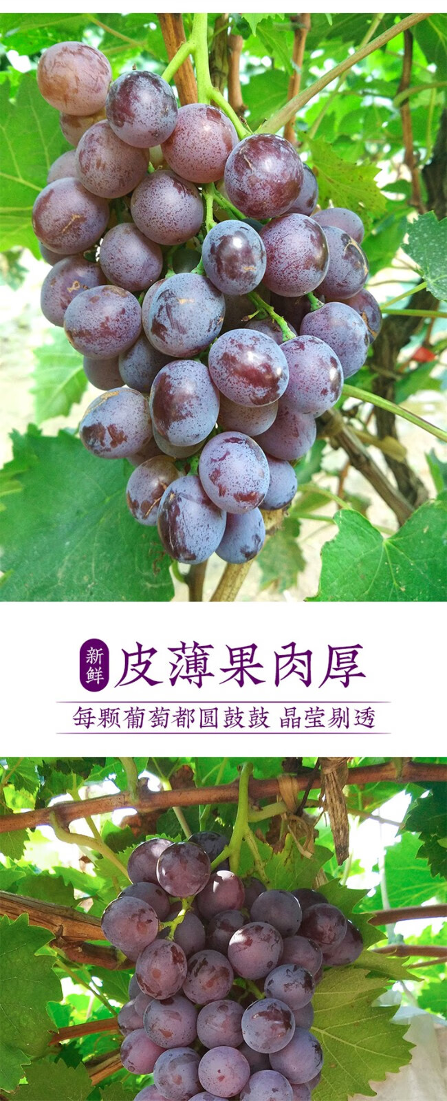 详情图片_03.jpg